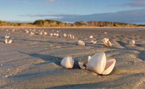 Shell beach Stock Photos