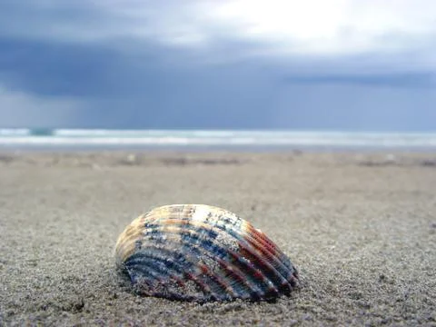 Shell on the beach Stock Photos