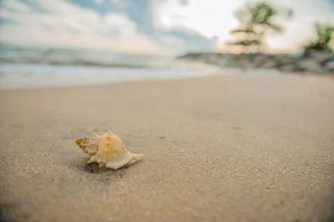 Shell on beach Stock Photos