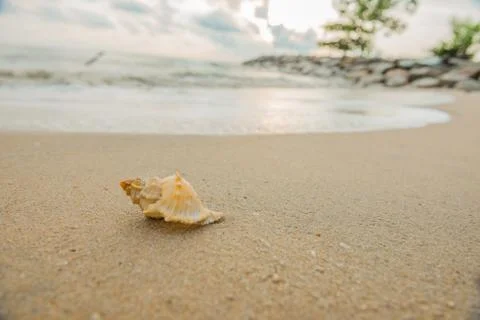 Shell on beach Foto stock