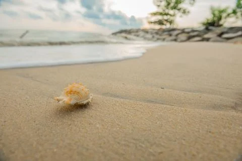 Shell on beach Stock Photos