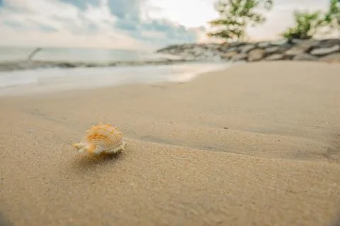 Shell on beach Stock Photos