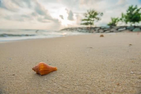 Shell on beach Stock Photos