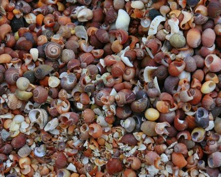 Shell Beach Stock Photos