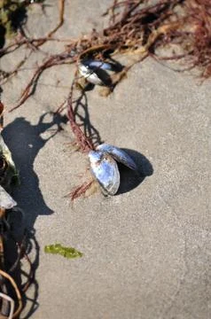 Shell on beach Stock Photos