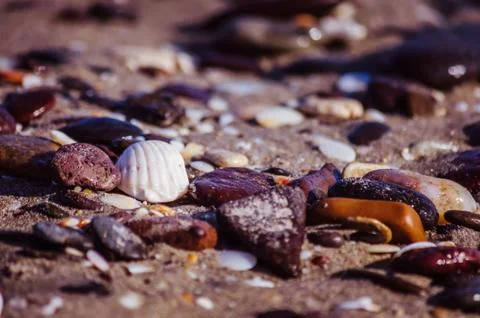 Shell on the beach Stock Photos