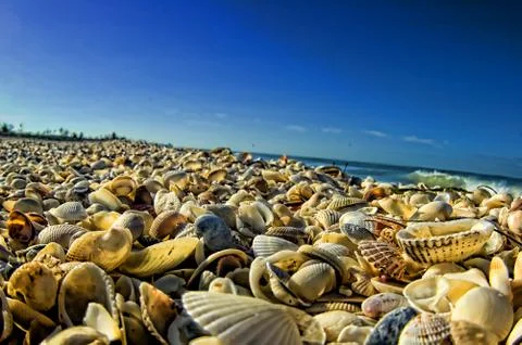 Shell beach Foto stock