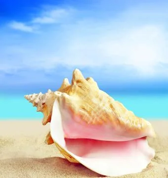 Shell on the beach Foto stock