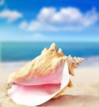 Shell on the beach Foto stock