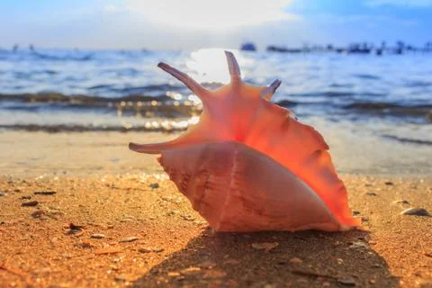 Shell on the beach Stock Photos