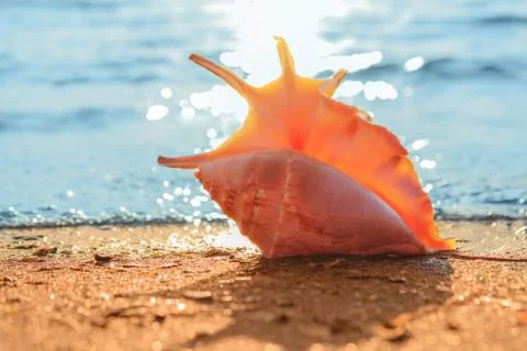 Shell on the beach Stock Photos