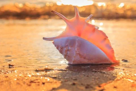 Shell on the beach Stock Photos
