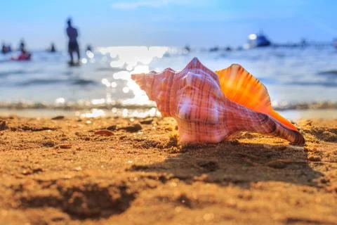 Shell on the beach Stock Photos