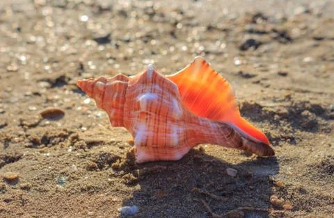 Shell on the beach Stock Photos
