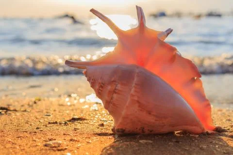 Shell on the beach Stock Photos