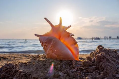 Shell on the beach Stock Photos