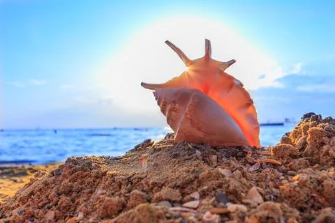 Shell on the beach Stock Photos