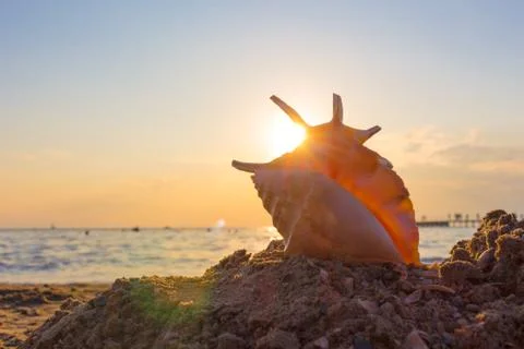 Shell on the beach Stock Photos
