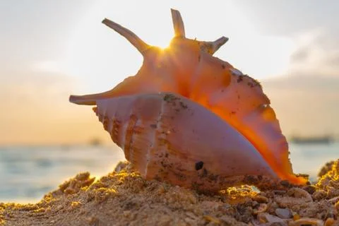 Shell on the beach Stock Photos