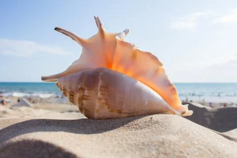 Shell on the beach Stock Photos