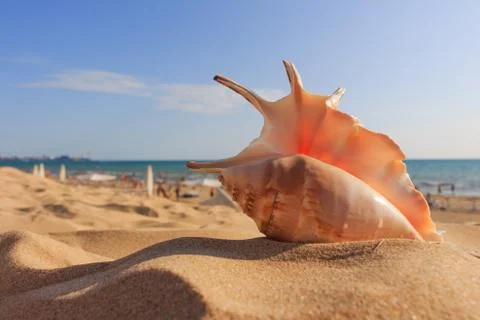 Shell on the beach Stock Photos
