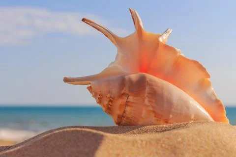 Shell on the beach Stock Photos