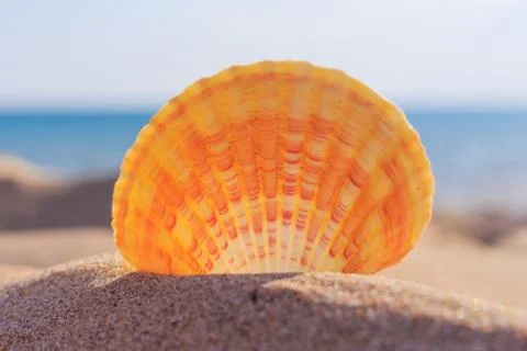 Shell on the beach Stock Photos