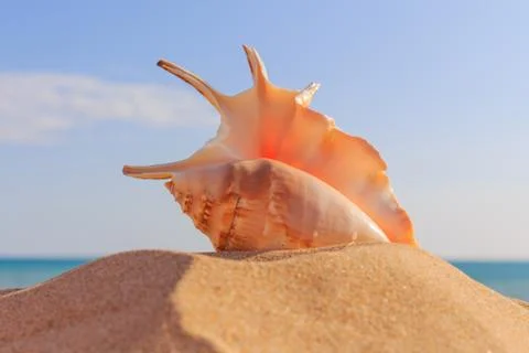 Shell on the beach Stock Photos