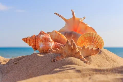 Shell on the beach Stock Photos
