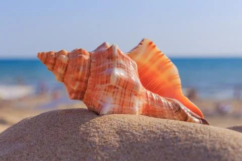 Shell on the beach Stock Photos
