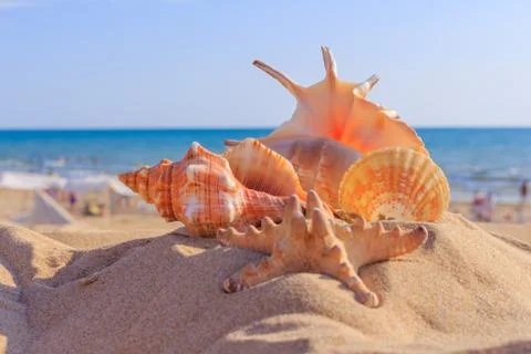 Shell on the beach Stock Photos