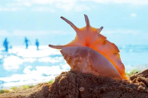 Shell on the beach Stock Photos