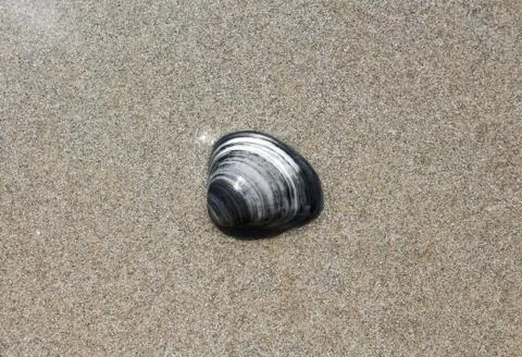 Shell at the beach Stock Photos