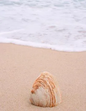 Shell on the beach Stock Photos
