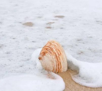 Shell on the beach Stock Photos