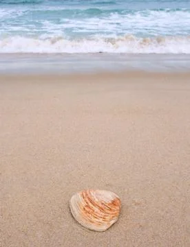 Shell on the beach Stock Photos