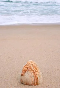 Shell on the beach Stock Photos