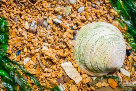 Shell on  the beach Stock Photos