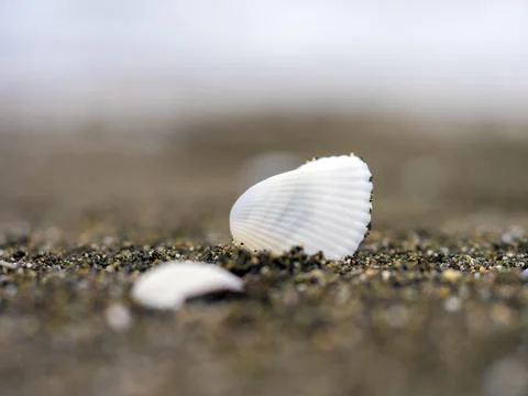 Shell on the beach Stock Photos