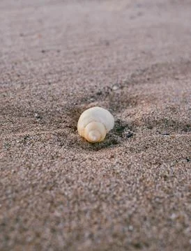 Shell on a beach Stock Photos