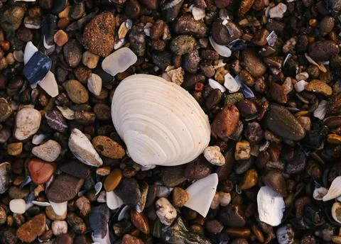 Shell on the beach Stock Photos