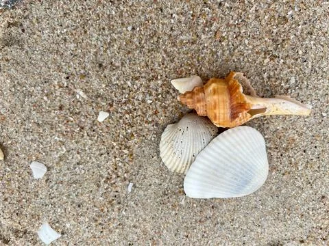 Shell on the beach Stock Photos