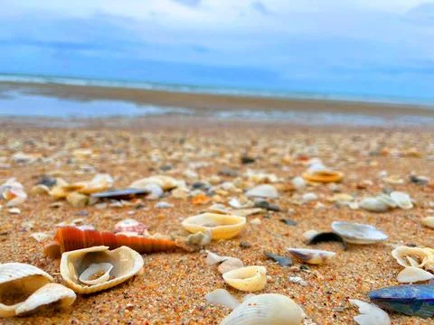 Shell on the beach Stock Photos