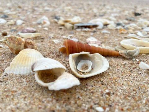 Shell on the beach Stock Photos