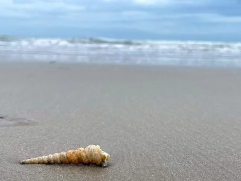 Shell on the beach Stock Photos