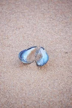Shell on beach 库存照片