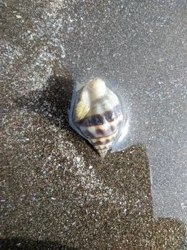Shell on a beach 写真素材