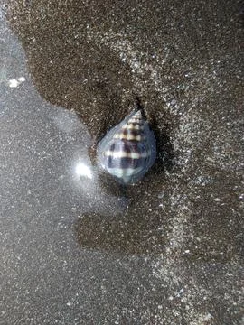 Shell on a beach 写真素材