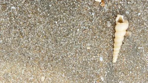 Shell on the beach Stock Photos