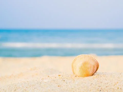 Shell on the beach with  sea backround, Concept of summer traveling Stock Photos